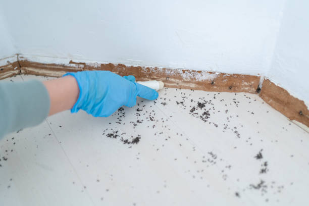 Best Ant Control Services  in Heritage Pines, FL